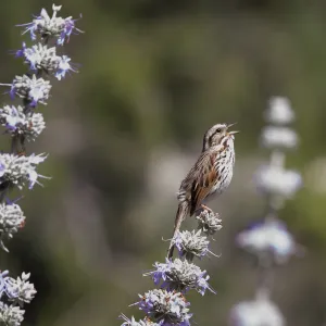Songster in the Meadow, chirping bird on Salvia (Sage), song sparrow, SBBG Meadow, SBBG Photo Contest 2013, grand prize winner