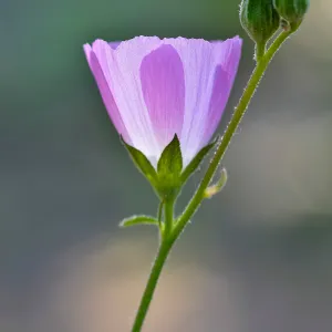 Sidalcea, SBBG Photo Contest 2013