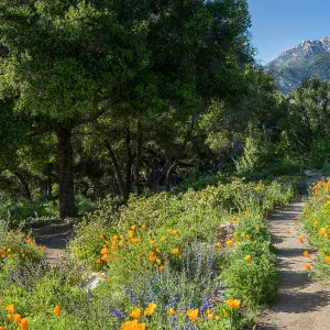 Porter Trail in bloom, pathways lined in wildflowers, La Cumbre Peak, SBBG Photo Contest 2013