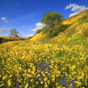 Cuyama River Valley, wildflower display, SBBG Photo Contest 2013, 2nd place