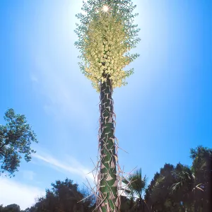 Yucca inflorescence at SBBG, SBBG Photo Contest 2013