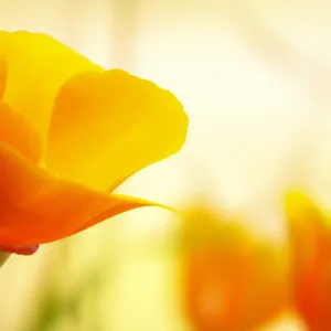 California poppies, SBBG Photo Contest 2013, honorable mention