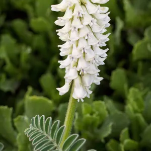 Astragalus, SBBG Photo Contest 2013