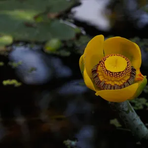 Nuphar flower in the Meadow Pond, SBBG Photo Contest 2013, honorable mention