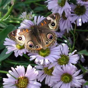 Buckeye butterfly, Erigeron, SBBG Photo contest 2013