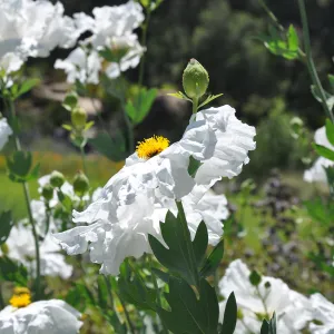 Matilia poppies in the Meadow, SBBG Photo Contest 2013