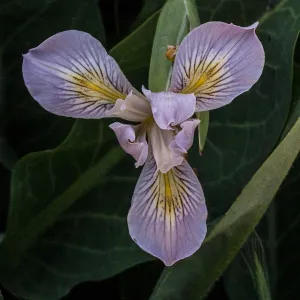 native Iris at SBBG, SBBG Photo Contest 2013