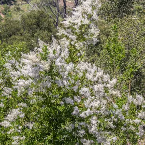Cascading Ceanothus (California Lilac) on the Porter Trail, SBBG Photo Contest 2013