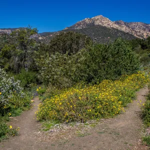 PorterTrail, La Cumbre Peak, SBBG Photo Contest 2013