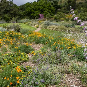 The SBBG Meadow, wildflower display, SBBG Photo Contest 2013