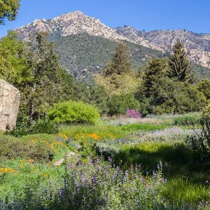The SBBG Meadow, Blaksley Boulder, Arlington Peak, SBBG Photo Contest 2013