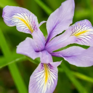 native Iris, SBBG Photo Contest 2013