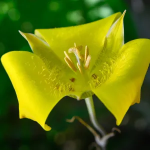 yellow Calochortus, SBBG Photo Contest 2013