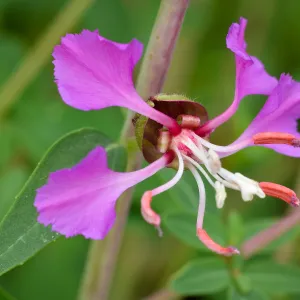 Clarkia, SBBG Photo Contest 2013