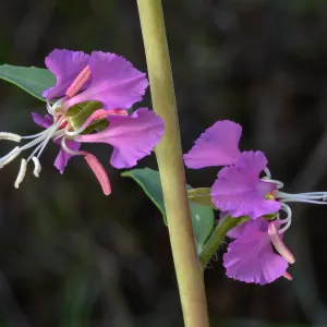 Clarkia, SBBG Photo Contest 2013