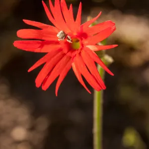 Silene, SBBG Photo Contest 2013