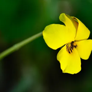 yellow violet, SBBG Photo Contest 2013