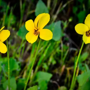 yellow violets, SBBG Photo Contest 2013
