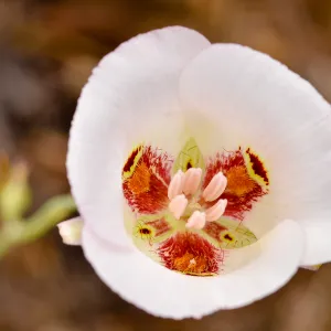 white Calochortus, SBBG Photo Contest 2013