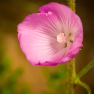 Sidalcea, SBBG Photo Contest 2013