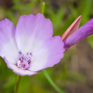 Sidalcea, SBBG Photo Contest 2013