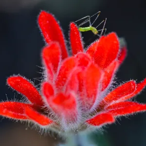 insect on Castilleja, SBBG Photo Contest 2013