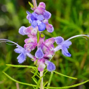 Trichostemma, wooly blue curls, SBBG Photo Contest 2013