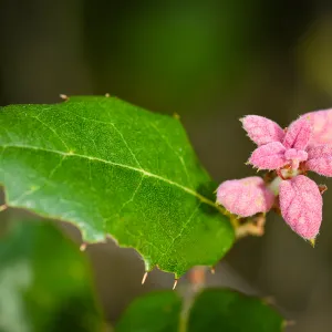velvety pink oak leaves, coast live oak, SBBG Photo Contest 2013