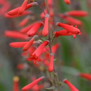 Scarlet bugler, SBBG Photo Contest 2013