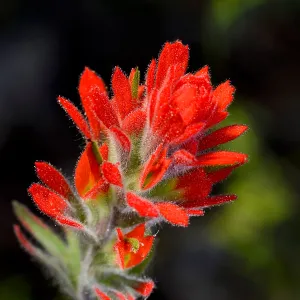 Castilleja, SBBG Photo Contest 2013