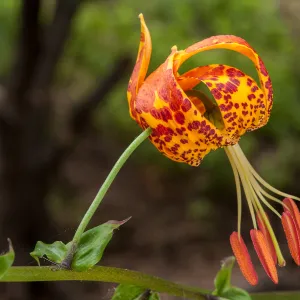 Humboldt Lily, SBBG Photo Contest 2013