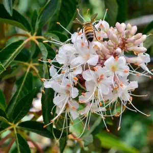 Honeybee on Aesculus flowers, SBBG Photo Contest 2013