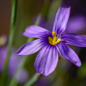 Sisyrinchium flower, SBBG Photo Contest 2013