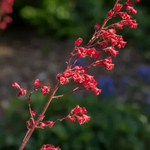 Heuchera, SBBG Photo Contest 2013
