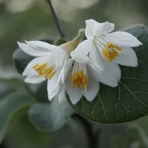 Styrax, Santa Barbara mountains, SBBG Photo Contest 2013