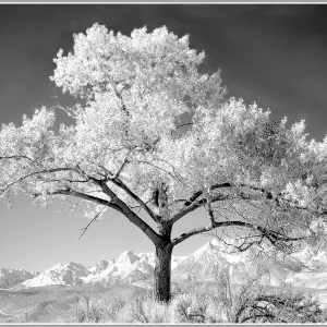 Cottonwood tree, near Bshop, SBBG Photo Contest 2013