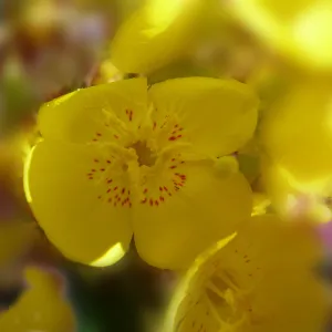 Evening primrose, Sequoia, SBBG Photo Contest 2013