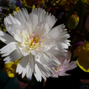 Tobacco weed, near Death Valley, SBBG Photo Contest 2013