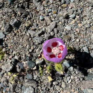 Desert Five Spots, Mojave Desert, SBBG Photo Contest 2013