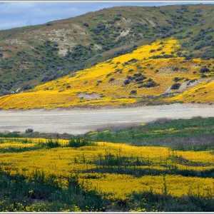 Goldfields, Cuyama River Valley, wildflower display, SBBG Photo Contest 2013