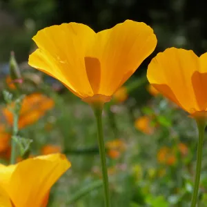 California poppies, SBBG Photo Contest 2013