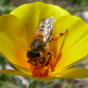 Honeybee visiting California poppy, SBBG Photo Contest 2013