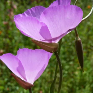 Clarkia flowers at SBBG, SBBG Photo Contest 2013
