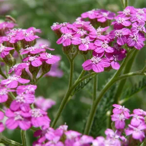 pink Achillea, SBBG Photo Contest 2013