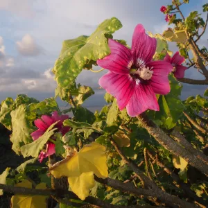 Lavatera, San Miguel Island, SBBG Photo Contest 2013