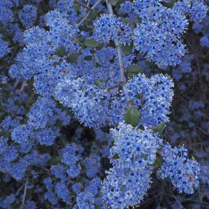 Blue Ceanothus (California Lilac), Santa Monica Mountains Natural Resource Area, SBBG Photo Contest 2013