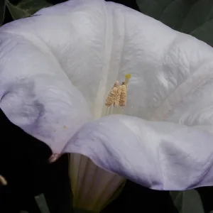 Jimsonweed at SBBG, SBBG Photo Contest 2013