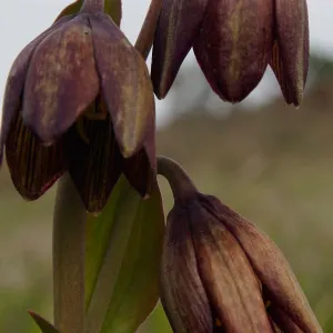 Chocolate Lily, Figueroa Mountain, SBBG Photo Contest 2013