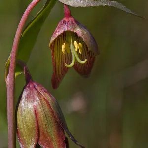 Chocolate Lily, SBBG Photo Contest 2013
