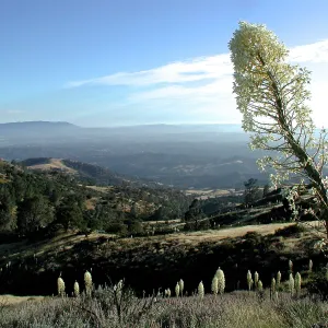 Yucca in bloom, valley view, Santa Ynez Valley, SBBG Photo Contest 2013